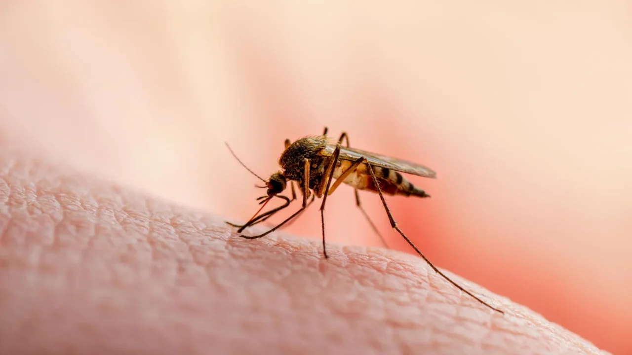 Scientists discover the protein that malaria parasites can’t live without