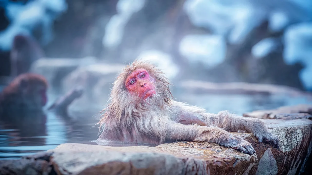What snow monkeys’ steamy baths are really doing to their bodies