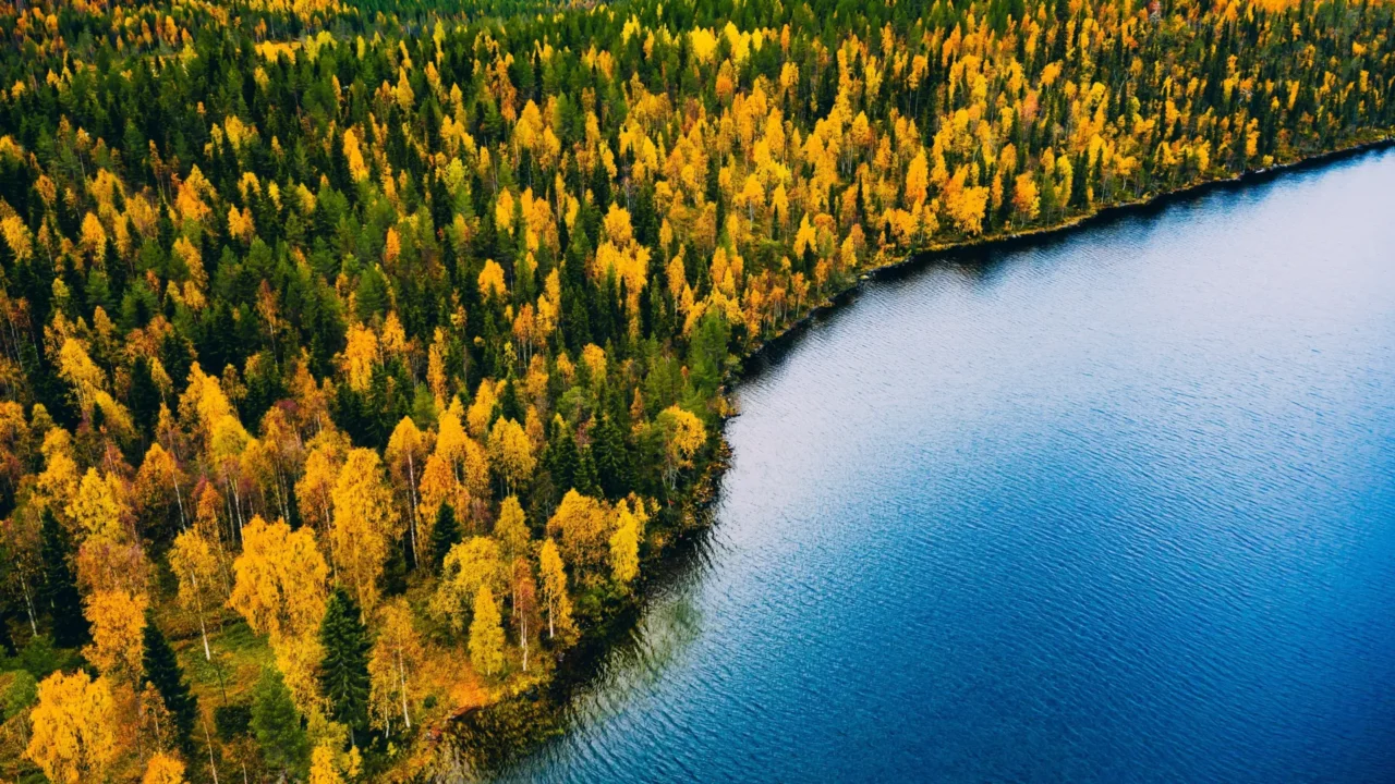 New Research Reveals Doggerland Was a Forested Refuge for Life Far Earlier Than Believed