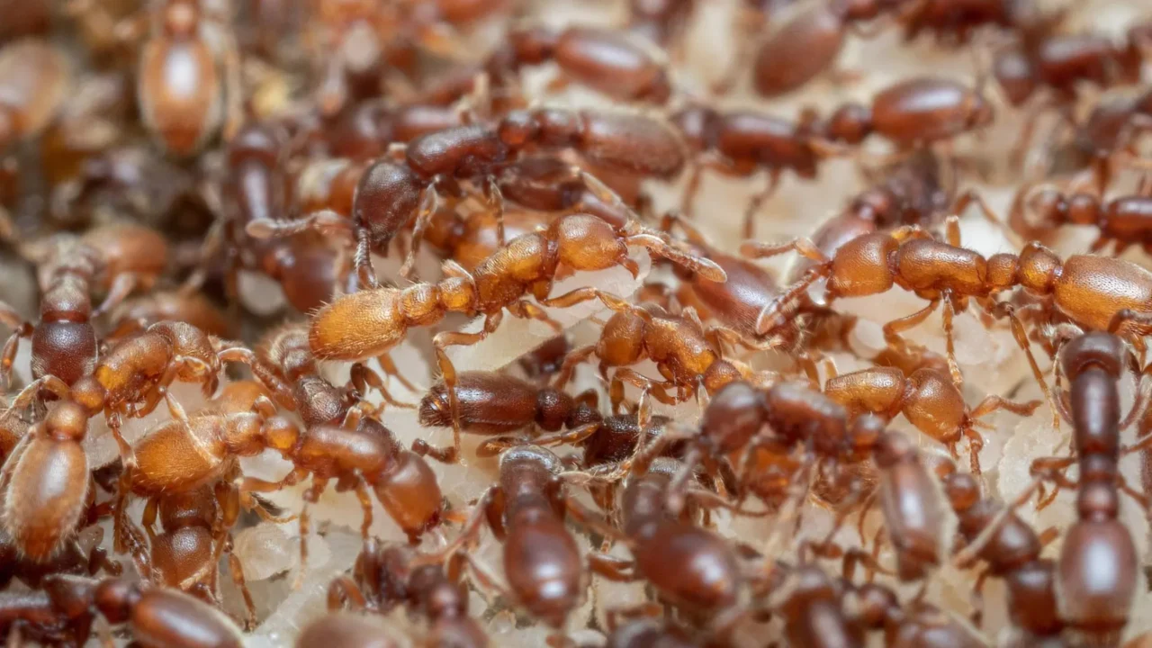 Ant brains reveal how evolution turned hunger into parenting