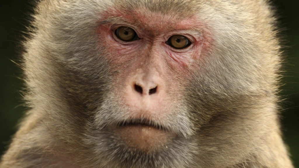 HHS and FDA Formalize Shift Away from Animal Testing in Milestone Regulatory Reform
